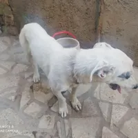 سگ.. پاکوتاه پیداشدهدرورامین..