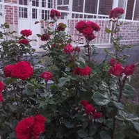 مرکز لاله زاراجاره روزانه/ ویلا ۵۵۰ متری|اجارهٔ کوتاه‌مدت ویلا و باغ|کرمان, |دیوار