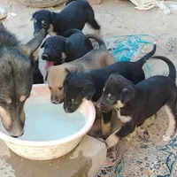 توله سگ ژرمن