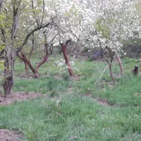 زمین باغ 900متر لواسان بزرگ  روستای جورد|فروش زمین و ملک کلنگی|تهران, نیروی هوایی (پیروزی)|دیوار