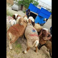 گوسفند زنده همراه باقصاب مجرب ارسال رایگان|حیوانات مزرعه|شهریار, |دیوار