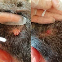 حذف خال ،میخچه ،زگیل فقط بامحلول گیاهی|خدمات آرایشگری و زیبایی|خمینیشهر, |دیوار