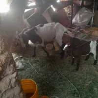 بز پاکستانی شیرا با کره نر نوق اسماعیل اباد|حیوانات مزرعه|رفسنجان, |دیوار