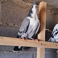 کبوتر