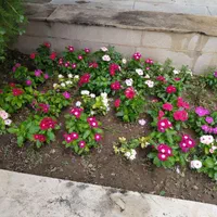 اجرای خدمات باغبانی  کاشت باغچه ،علف زنی سم پاشی|خدمات باغبانی و درختکاری|زنجان, |دیوار