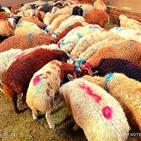 نرینه قلم آبی بشرط نصفه گوشت درجه تخفیف ۵٪|حیوانات مزرعه|مشهد, توس (بلوار توس)|دیوار