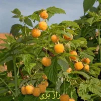 خدمات باغ و باغبانی و باغچه|خدمات باغبانی و درختکاری|تهران, شادمان|دیوار