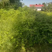 علف زنی (چمن)با دستگاه چند کاره و سم پاشی|خدمات باغبانی و درختکاری|لاهیجان, بازکیاگوراب|دیوار