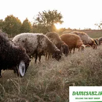 پردیس بومهن رودهن ارسال گوسفند زنده پروار باقصاب|حیوانات مزرعه|پردیس, |دیوار