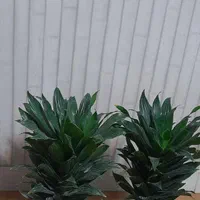 کامپکت|گل و گیاه طبیعی|تهران, جمال‌زاده|دیوار