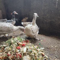 غاز روسی یا غاز لال یا اردک لال یاروسی|حیوانات مزرعه|اصفهان, دشتستان|دیوار