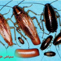سمپاشی سوسک ساس-پاکدشت ورامین قرچک فرون آباد|خدمات نظافت|پاکدشت, |دیوار