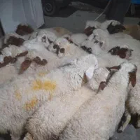 گوسفند حصارک شاهین ویلا گوهردشت ظفر یاس زنده|حیوانات مزرعه|کرج, شهرک ظفر|دیوار