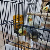 سه جفت عروس هلندی سخنگو تک و تعداد هم میدم|پرنده|رباط‌کریم, |دیوار