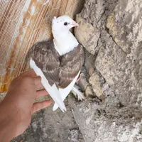 کفتر قیمت مناسب