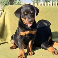 ۴نژاد پر طرفدار د گارد کنکورسو ژرمن گلدن رتوایلر