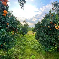 باغ مرکبات ۶۶۰۰متری/چسبیده به بافت