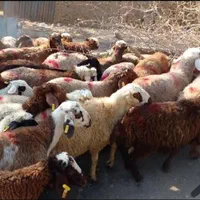 نژاد های کردستان مغان مهربان سنگسر