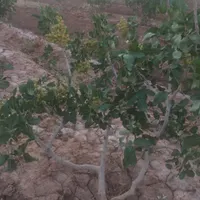 فروش باغ پسته 8 هکتار اکبری|فروش دفتر صنعتی، کشاورزی، تجاری|سبزوار, جهاد کشاورزی|دیوار