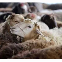 دامداری انواع بره شیشک بز بزقاله