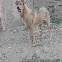 سگ عراقی