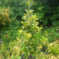 شمشاد طلایی و سبز
