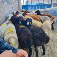 گوسفند زنده شهرداری باکادر مجرب تمام نقاط تهران|حیوانات مزرعه|تهران, ازگل|دیوار