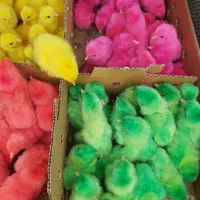 ++جوجه رنگی جوجه محلی کاکلی