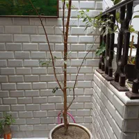 درخت بنجامین ۱۵ ساله|گل و گیاه طبیعی|اصفهان, مولوی|دیوار