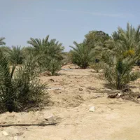 فروش ۲۴ هکتار زمین ابی در ملاثانی روستای صلیعه|فروش دفتر صنعتی، کشاورزی، تجاری|اهواز, زرگان|دیوار