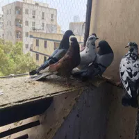 کبوتر ایرانی|پرنده|بندرعباس, |دیوار