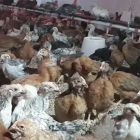 فروش جوجه مرغ گلپایگانی|حیوانات مزرعه|اصفهان, بهارستان|دیوار