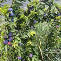 خونه باغ ثمری ۲۱۰۰ درگنجه ای قابل معاوضه فروش فوری|فروش زمین و ملک کلنگی|یاسوج, |دیوار