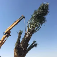 سفارش نخل خرما پاجوش برحی تنه ارتفاع متری