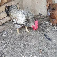 خروس فروشی