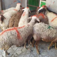 گوسفند زنده برهنر و میش و شیشککشتاری|حیوانات مزرعه|بروجرد, |دیوار