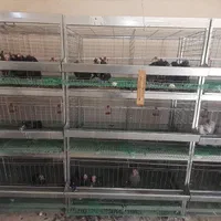 3 عدد سه طبقه قفس مرغ پرآور دارم