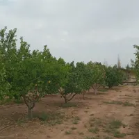 2قطعه باغ2000متریسندتکبرگ،سهیلیه،زعفرانیه،زکی آباد|فروش زمین و ملک کلنگی|کرج, مهرشهر - فاز ۴|دیوار