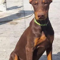 توله دوبرمن پینچر