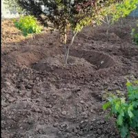 احداث باغ،باغبانی،اجرای سیستم مکانیزه آبیاری، چمن|خدمات باغبانی و درختکاری|کرمانشاه, |دیوار