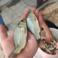 ماهی کپور مجار فیتوفاگ آمور|ماهی|صفادشت, |دیوار