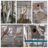 عروس هلندی درتمام سنین سریلاکی تازه دونخورجفت مولد|پرنده|تبریز, |دیوار