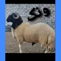 گوسفند زنده شهرداری ارسال تلفنی به سراسرتهران|حیوانات مزرعه|تهران, آذری|دیوار
