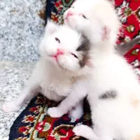 بچه گربه