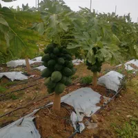 انواع نهال گرمسیری  مثمر و غیر مثمر|خدمات باغبانی و درختکاری|دزفول, |دیوار