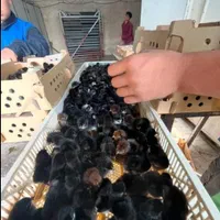 فروش جوجه خروسک رنگی ***اردک پکنی|حیوانات مزرعه|ایرانشهر, |دیوار