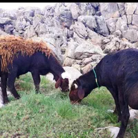 گوسفند فروشی زنده باباسکول دیجیتالی باکشتارگا مجهز|حیوانات مزرعه|کرج, باغستان|دیوار