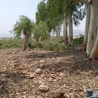 شرکت خرید چوب درخت اکالیپتوس به قیمت کارخانه|خدمات باغبانی و درختکاری|اهواز, زیتون کارمندی|دیوار