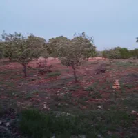 1000متر باغ انگور درهفت برم جنگل بلوط ابنار|فروش دفتر صنعتی، کشاورزی، تجاری|شیراز, عادل آباد|دیوار