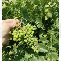 باغ انگور پرثمر